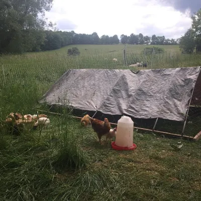 Our meat chickens are much happier out on pasture than in small chicken tractors. This portable shelter gives them shade and protection while allowing them to forage on fresh grass every day.