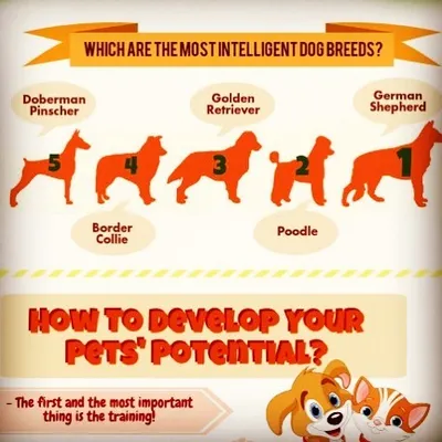 Understanding a dog's natural intelligence is the first step to effective training. This chart shows some of the most intelligent breeds we work with. Our expert training programs are designed to channel that intelligence into good behavior.