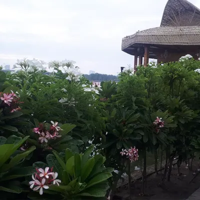 This is a glimpse of a large-scale landscaping project we completed, featuring flowering Plumeria bushes against a natural, rustic structure. I work with architects and builders to create outdoor spaces that are both beautiful and sustainable.