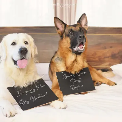 Guard dog duty begins! This is such a creative and adorable way to announce a new arrival. We can capture these moments in your home, making your pets the official announcers of their new role as big brother or sister.