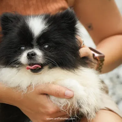 A close-up portrait of a fluffy black and white dog with its tongue out, capturing a moment of pure, adorable silliness.