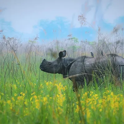 A one-horned rhinoceros in Manas, Assam, stands in a field of yellow flowers against a misty, dreamlike background. The soft focus and painterly feel give this image an artistic quality.