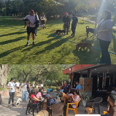 This is what a Sunday morning with Sploot looks like. Happy dogs, happy humans, and a whole lot of sniffing and socializing in the park.