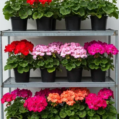 Shelves filled with vibrant Geraniums in a variety of colors including red, pink, white, and orange. These are perfect for sunny pots and window boxes.