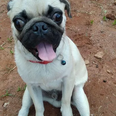 This adorable pug couldn't be happier, posing for the camera with a big smile. We love capturing these joyful moments to share with you.