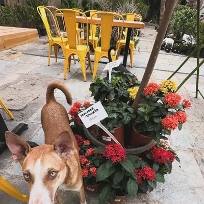 One of our adorable furry regulars posing amongst the flowers. These cute friends will greet you with wagging tails and are always ready for some cuddles.