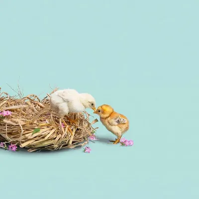 Two baby chicks sharing a sweet moment in a nest. This was part of a calendar shoot where we photographed baby animals in the style of newborn human portraits.