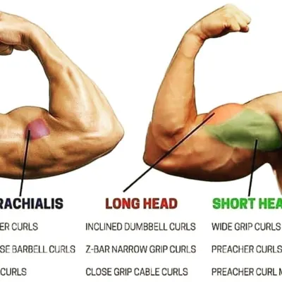 Understanding the anatomy of the bicep is key to training it effectively. This diagram shows the different muscle heads we target with specific exercises like preacher curls and incline curls.