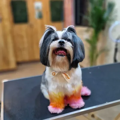 This is Rio, all set for a wedding with his special 'sunset paws'. We used multiple shades of pet-safe OPAWZ dye to create this gradient effect, giving him a unique and festive look that is completely temporary and non-toxic.