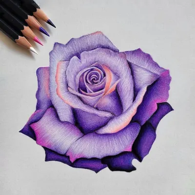 My finished purple rose illustration, created with a mix of Derwent, Staedtler, and Prismacolor pencils. I focused on the delicate texture of the petals and the rich gradient of purples and pinks.