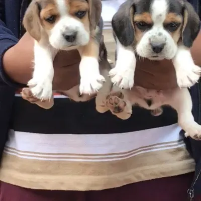 A pair of our top-quality Beagle puppies, available for a special offer. They have the classic tri-color markings, long floppy ears, and a curious nature.