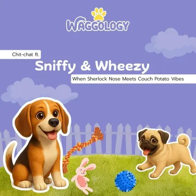 Introducing Sniffy and Wheezy, our cartoon duo representing two very different dog personalities. One is a Sherlock Nose, and the other is a couch potato.