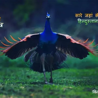 For Republic Day, I chose this image of a peacock with its wings spread wide. It perfectly captures the pride and spirit of "Sare Jahan se Accha, Hindustan Hamara". Our national bird is a symbol of the beauty and grace of our nation.