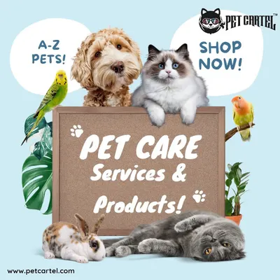 I offer a complete pet care ecosystem for a variety of animals. This includes access to a wide range of products on my website and booking my mobile grooming truck, a fully equipped, state-of-the-art van with professional groomers at your doorstep.