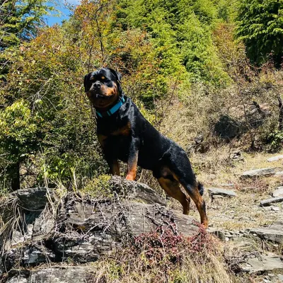 This is the handsome boy Mowgli, a Rottweiler I trained, looking confident and majestic on a hill. A well-trained dog is a happy dog you can take anywhere.