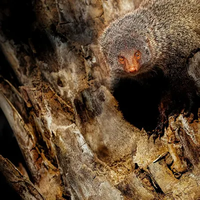 A curious Ruddy Mongoose peeking out from a tree trunk in Ranthambore. They say spotting a mongoose brings good luck on a safari, which usually means a tiger sighting is near!