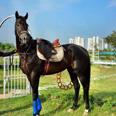 This is Black Coffee, a stunning example of the athletic build and calm temperament I look for in my horses. He is fully equipped for advanced equestrian disciplines.