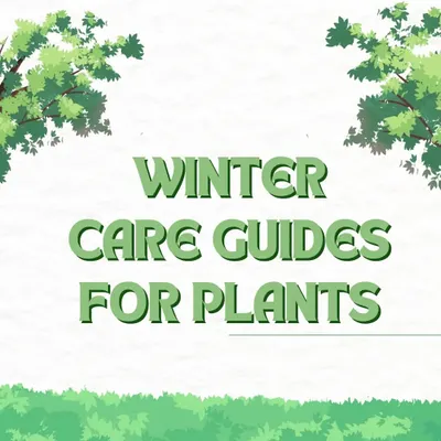 Winter requires a different approach to plant care. This guide introduces our top tips for helping your green companions survive and even thrive during the colder months in Delhi/NCR.
