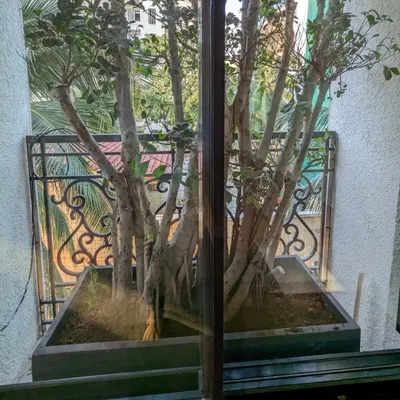 This is the view of a large Ficus bonsai tree we installed on a Juhu balcony. The tree fills the vertical space beautifully, creating a stunning green feature visible from inside the apartment.