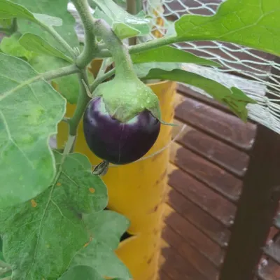 A perfect round brinjal (baingan) growing in one of our yellow towers. This picture was sent to us by a happy client, and we're thrilled to share their success with you.