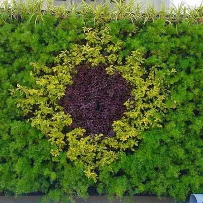 We create custom patterns and designs within our living walls. This installation features a central circle of purple foliage surrounded by yellow and green plants, creating a unique piece of living art for an exterior wall.