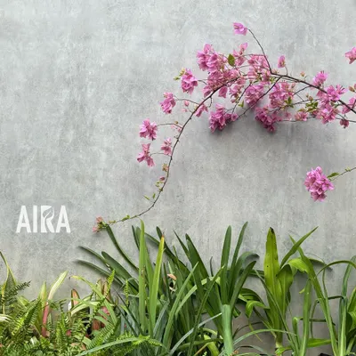 A delicate branch of pink bougainvillea arches gracefully against a modern concrete wall. This simple composition highlights the power of color play and contrast between soft plantings and hard surfaces.