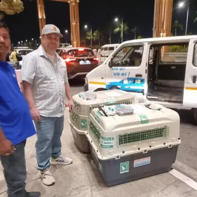 This is the moment before Liam and Zoe, an adorable Indie duo, began their journey from Bangalore to Los Angeles. We ensure all international travel requirements, including correctly sized and prepared crates, are perfectly in place for a smooth airport check-in.
