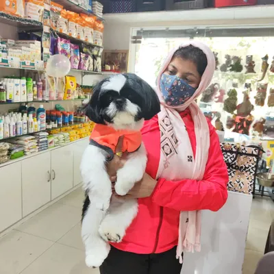 Oreo the Shih Tzu is looking sharp and feeling cozy in his new sweater after his grooming appointment. We make sure every pet is handled with gentle care.