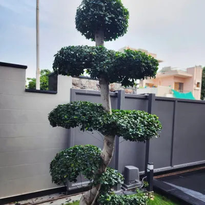 A sculpted Ficus topiary stands as a centerpiece in this luxury residential project in Gurugram, showcasing how we integrate unique, artistic plant specimens into our landscape designs.
