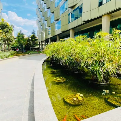 A large water garden we designed and implemented for a commercial property. This feature includes aquatic plants like papyrus and water lilies, along with fish, creating a vibrant and self-sustaining ecosystem that enhances the modern architecture.