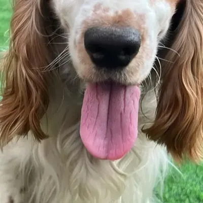 A beautiful close-up of a happy Cocker Spaniel with its tongue out, enjoying its day at our Bangalore pet boarding facility.
