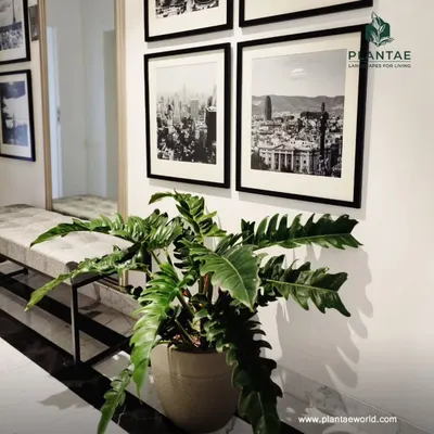 A Philodendron Xanadu adds a touch of the wild to this sophisticated, monochromatic hallway. Its deeply lobed leaves create a beautiful contrast with the clean lines of the furniture and framed art.