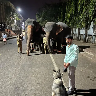 A well-socialized dog is a calm dog, no matter the situation. This Husky is demonstrating perfect impulse control, sitting patiently while we observe elephants from a safe distance during a night walk.