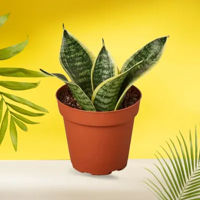 The Sansevieria, or Snake Plant, is the perfect beginner plant. It's extremely resilient, requires very little water, and is one of the best plants for purifying the air in your home.