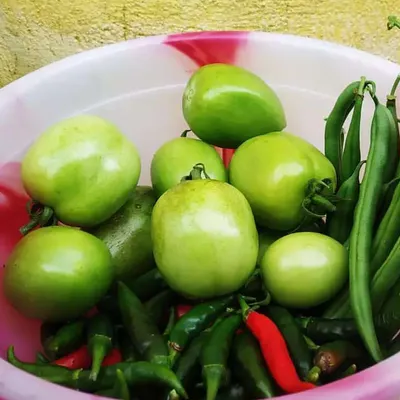 A bowl filled with freshly picked green tomatoes, crisp green beans, and spicy chillies. This is the reward of having your own vegetable patch, no matter the size of your space. I help you choose between organic and inorganic methods to suit your goals.