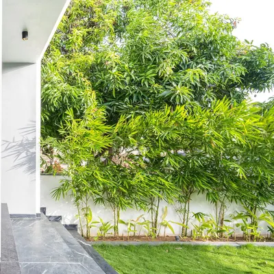 At the Tranquil Mango Haven, the landscape becomes an extension of the home rather than a backdrop. I planned the planting of bamboo and other native species to anchor every view from inside, creating a lush, green buffer that ensures privacy and a constant connection to nature.