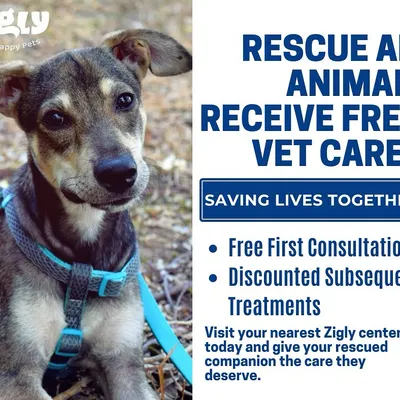 We believe every rescued animal deserves the best start. That's why we offer a free first vet consultation for all rescued pets, along with discounted subsequent treatments. Let's save lives together.
