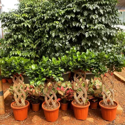 A collection of my Ficus bonsai plants, each with a distinct, hand-woven braided trunk. These are grown at my nursery and are available in various sizes.