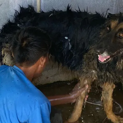 Here is a look at our hands-on bathing process. We are giving this beautiful German Shepherd a thorough and gentle wash, making sure to get him clean and comfortable from head to paw. Our trained staff knows how to make bath time a positive experience for all breeds.