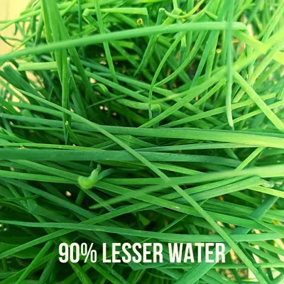 One of the biggest advantages of hydroponics is its water efficiency. By recirculating the nutrient solution, my systems use up to 90% less water than traditional soil gardening.