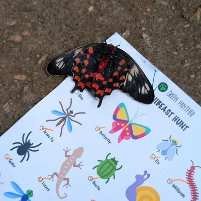 A beautiful Crimson Rose butterfly rests on our "Minibeast Hunt" checklist. Sometimes, nature comes to you, creating a magical moment of connection between our learning tools and the living world.