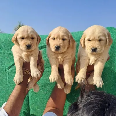 A trio of our top-quality Golden Retriever puppies, ready for their new homes. You can see the consistent quality and heavy build across the litter.