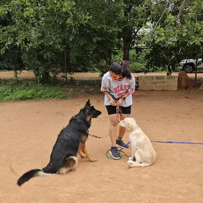 Here is Duggu with Ari, a Golden Retriever puppy, during a socialization session. Duggu's calm demeanor provides a stable presence, teaching the puppy how to interact politely and confidently.