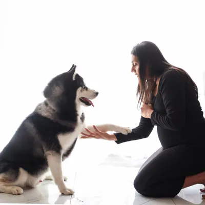 A gentle paw shake between a mom-to-be and her loyal husky. I love capturing these simple, heartfelt interactions that show the deep connection you share with your pet. This indoor session was filled with so many sweet, unposed moments.