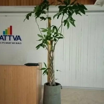 A healthy plant in a reception area makes a business feel more grounded and inviting. This Money Tree is a hardy and symbolic choice for this corporate office, and I selected a pot that fits their modern aesthetic.