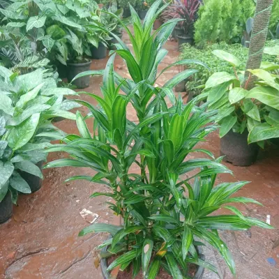A healthy Dracaena plant at my nursery. This is a great low-maintenance option for both indoor and outdoor spaces.