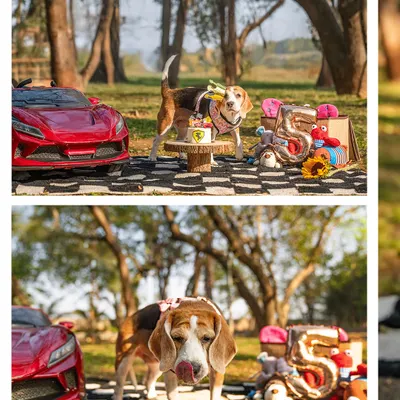 A Ferrari-themed 5th birthday for a very special Beagle named Rrari. We went all out with a custom cake and even a little red sports car to celebrate her life. These themed birthday shoots are a fantastic way to honor your pet's unique personality.