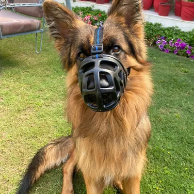 This long-haired German Shepherd is learning to be comfortable and calm while wearing a basket muzzle, an important safety skill for any dog.