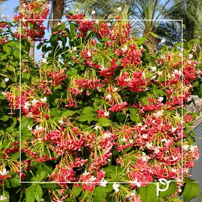 A dense wall of Madhumalti (Rangoon Creeper) in full bloom. Unlike the thorny Bougainvillea, this fast-growing native climber fills the garden with a sweet vanilla-like scent and beautiful clusters of flowers that change color from white to pink and red.
