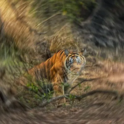 A spiral blur ICM of a tiger. This technique creates a dizzying, energetic effect that pulls the viewer right into the center of the frame. It's a rebellion in motion.